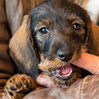 Wire-haired midget dachshund