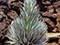 Silversword Pflanze im Haleakala-National-Park, Hawaii, USA